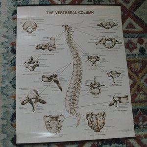 1980 The Vertebral Column Spine Anatomical Chart Co. Laminated Poster 25×20"